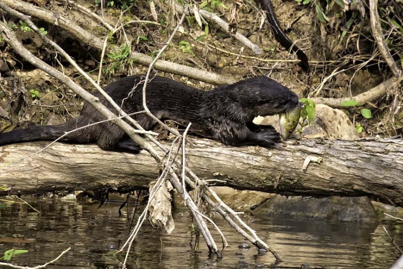 96A7704 otter dining on goggle eye 12x8 web.jpg