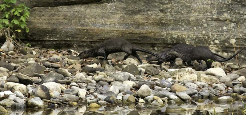 Otter Family Running to Feeding Area