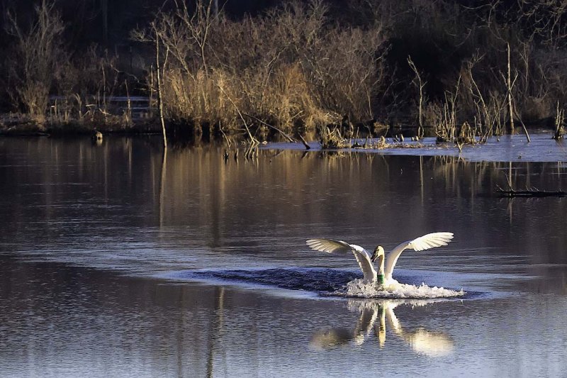 Trumpeter Swan Touchdown, Boxley Valley, Buffalo National River
