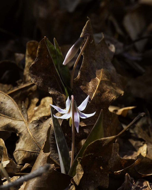 96A0578 white trout lilly lost valley 8x10 web.jpg