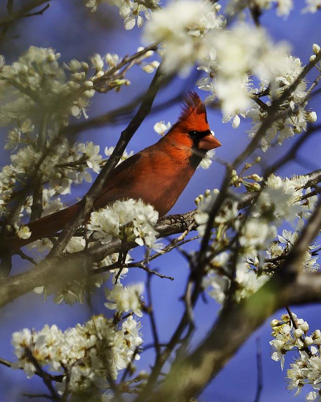 Cardinal in Wild Plum Tree