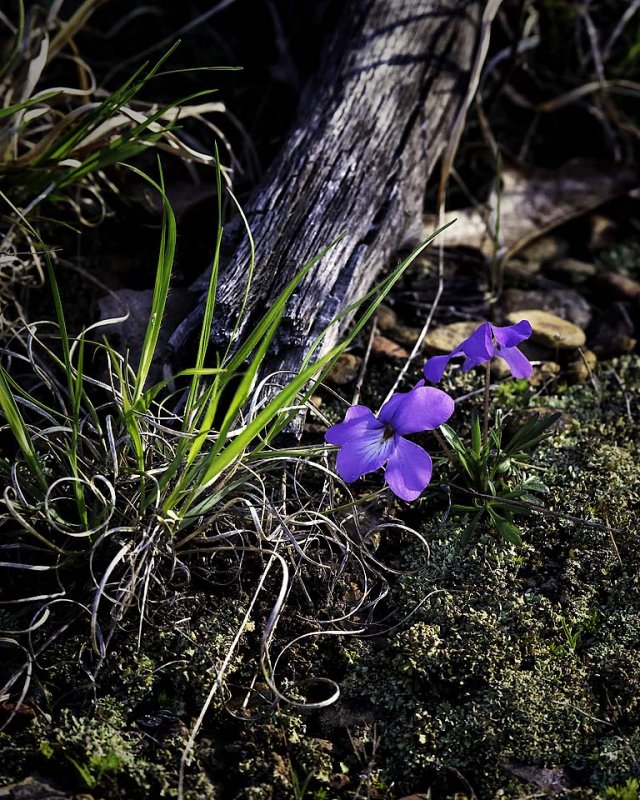 Horned Violet in Mixed Light, Ponca Wilderness