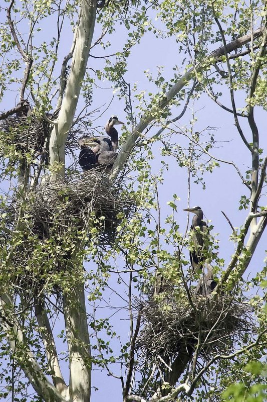 Blue Herons Nesting, White River Arkansas