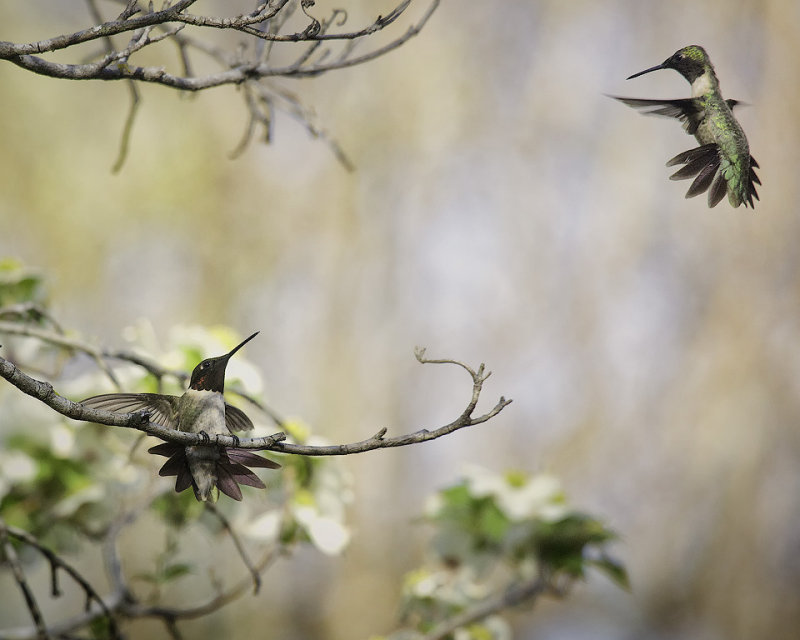 Dueling Hummingbirds in a Dogwood Tree