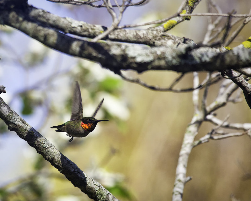 Flying Male Hummingbird