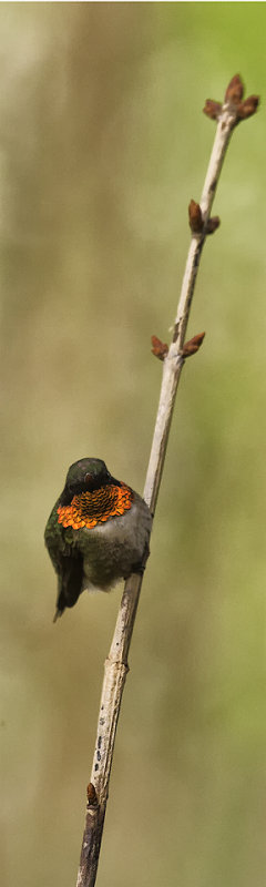 Hummingbird on a Twig