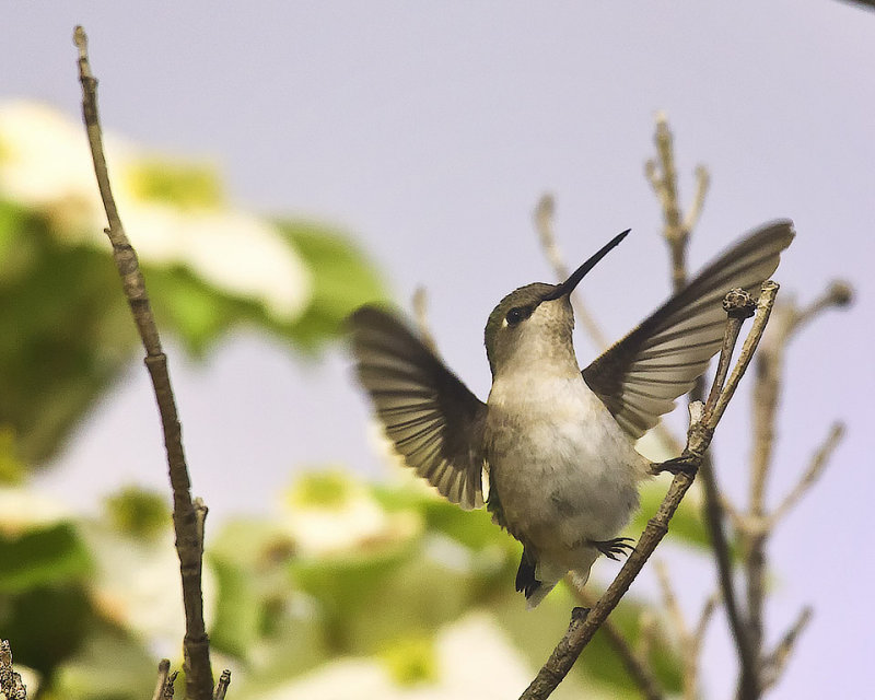 Hummingbird Liftoff