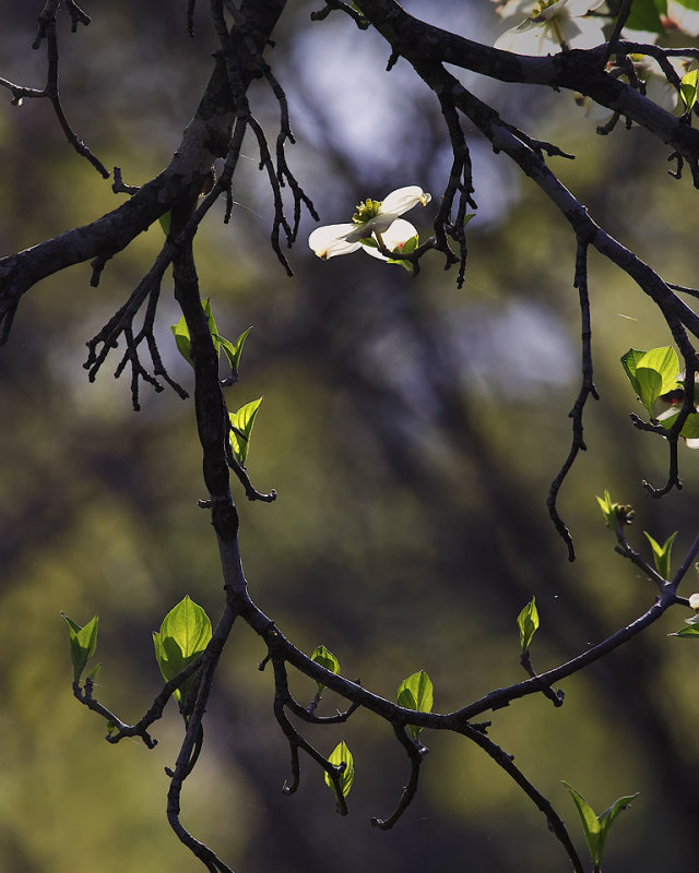Backlit Dogwood Bloom with Natural Frame