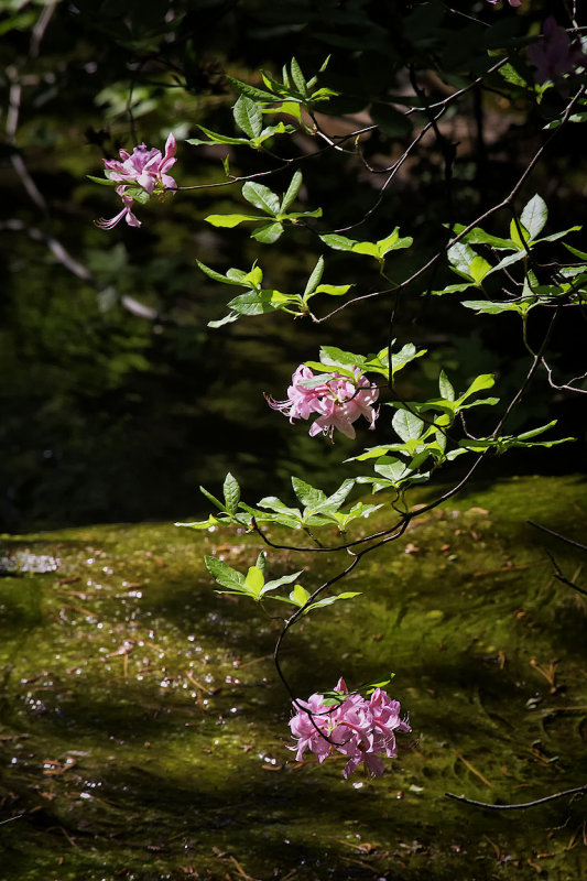 Mountain Azaleas by Runoff