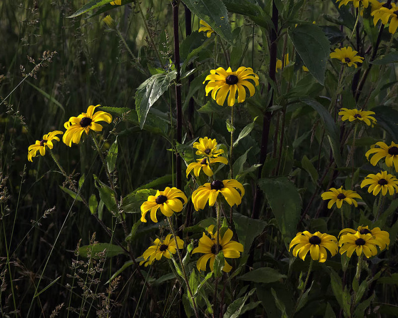 Roadside Blackeyed Susans at Sunrise