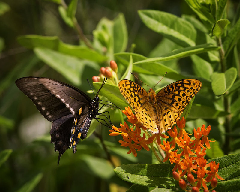 Butterflies