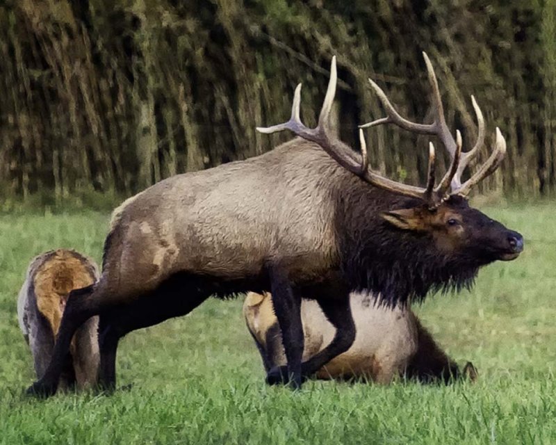 The Buffalo National River Elk Experience