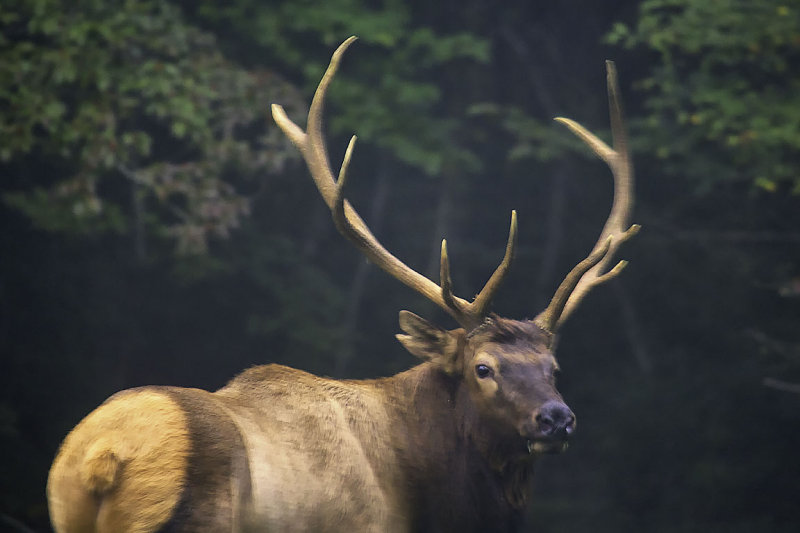 Maverick Bull 2014 Elk Rut