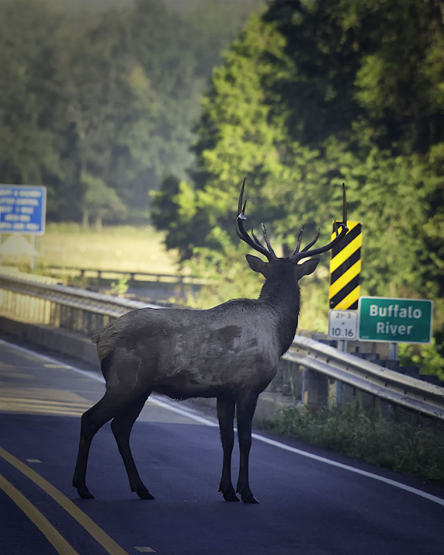 Satellite Bull Elk Crossing Highway 21 2014 Arkansas Elk Rut