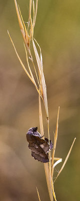 Moth on Mountain Grass