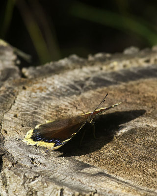 Mourning Cloak at Sunrise, Flat Position, Ponca Wilderness