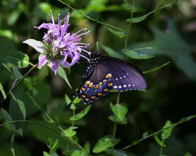 Spicebush Swallowtail on Horsemint in Filtered Light