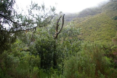 Drzewo laurowe; na Maderze jest wiele prastarych lasw laurowych