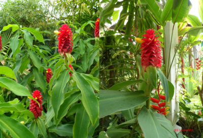 PALEAKU PEACE GARDEN KONA