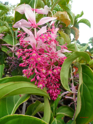 PALEAKU PEACE GARDEN KONA
