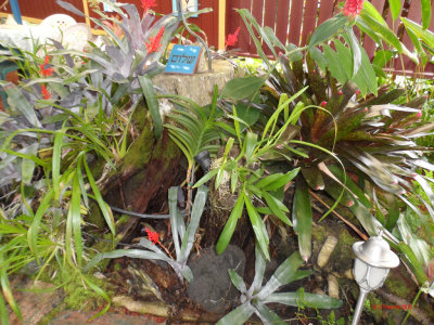 PALEAKU PEACE GARDEN KONA