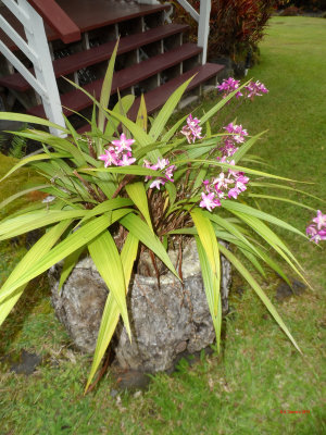 PALEAKU PEACE GARDEN KONA