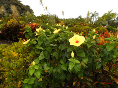PALEAKU PEACE GARDEN KONA