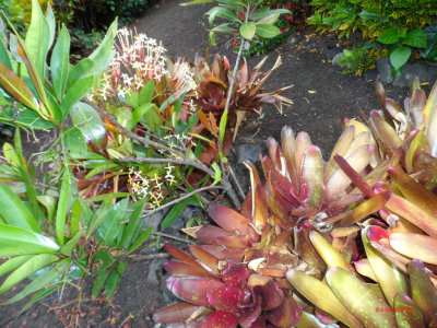 PALEAKU PEACE GARDEN KONA