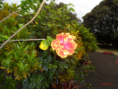 PALEAKU PEACE GARDEN KONA