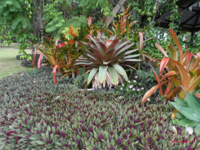 PALEAKU PEACE GARDEN KONA
