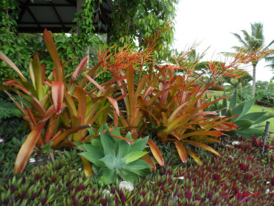 PALEAKU PEACE GARDEN KONA