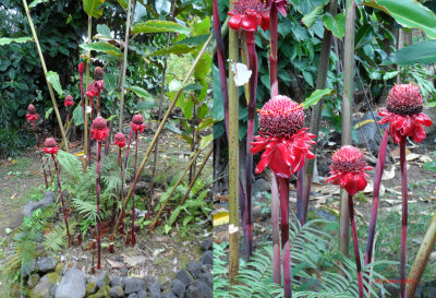 PALEAKU PEACE GARDEN KONA