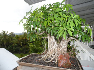 Kona Coffee