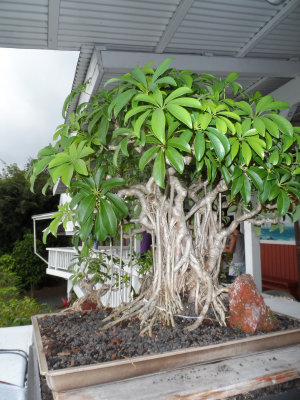 Kona Coffee