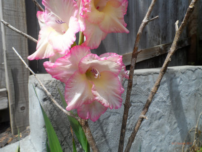 Irisis