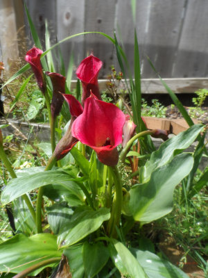 Irisis