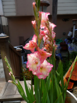 Irisis