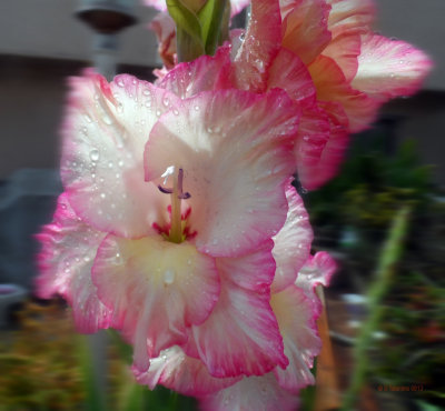 Irisis