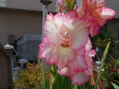 Irisis