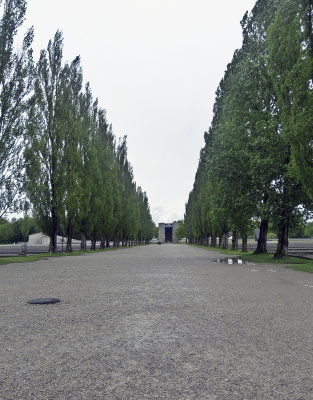 Dachau poplars