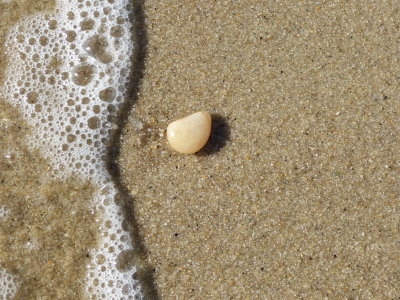 Sea Form and  Stone.JPG