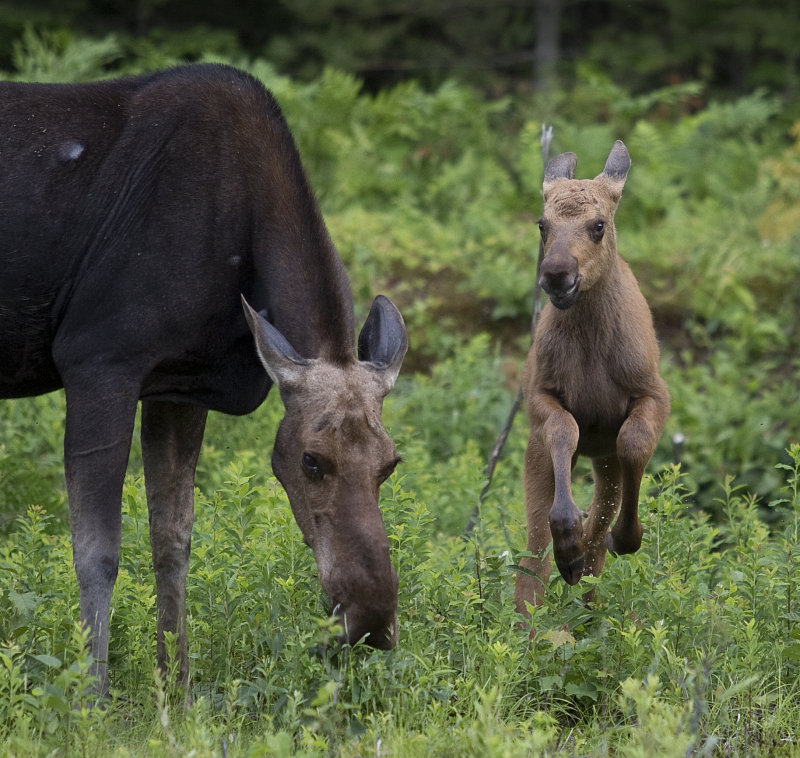 Moose!