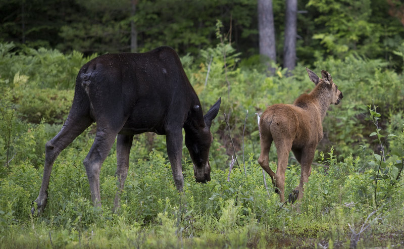 Moose!