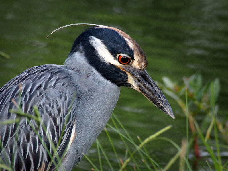 P8158771 - Yellow Crowned Night Heron.jpg