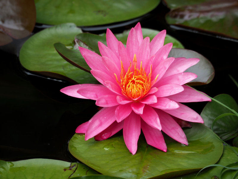 P7199629 - Summer Beauty.jpg