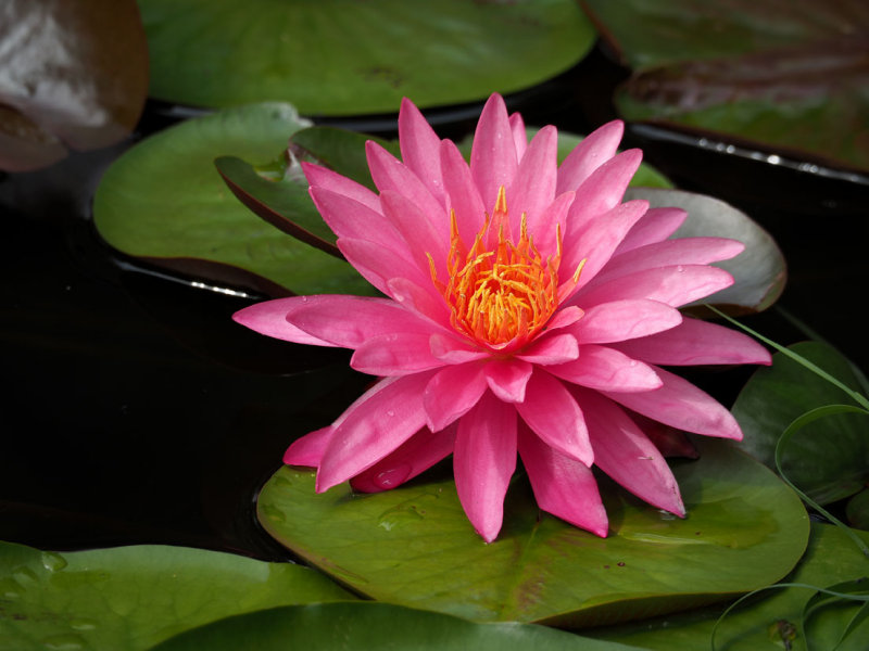 P7199636 - Garden Variety.jpg