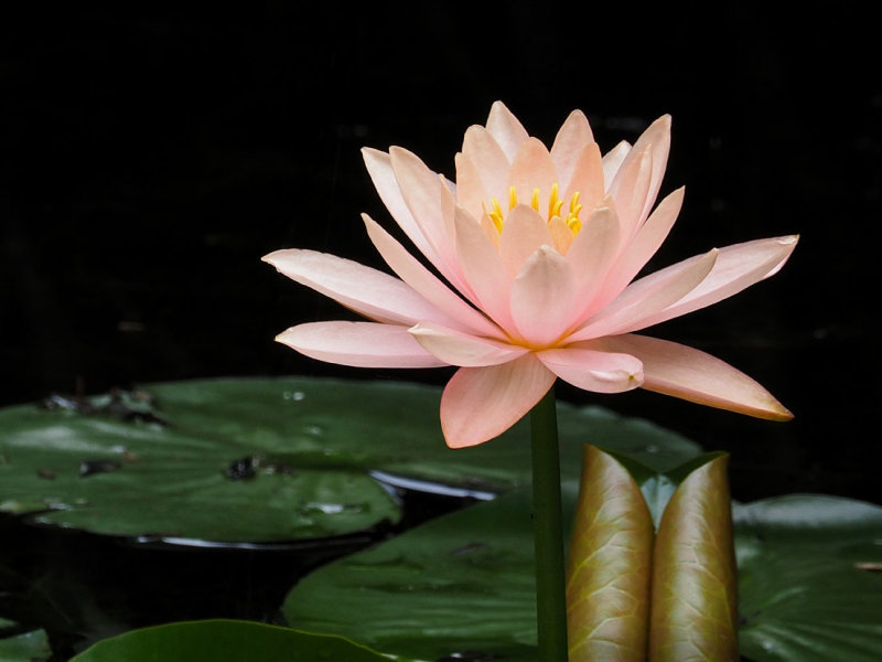 P7199649 - Beauty Unfolds.jpg