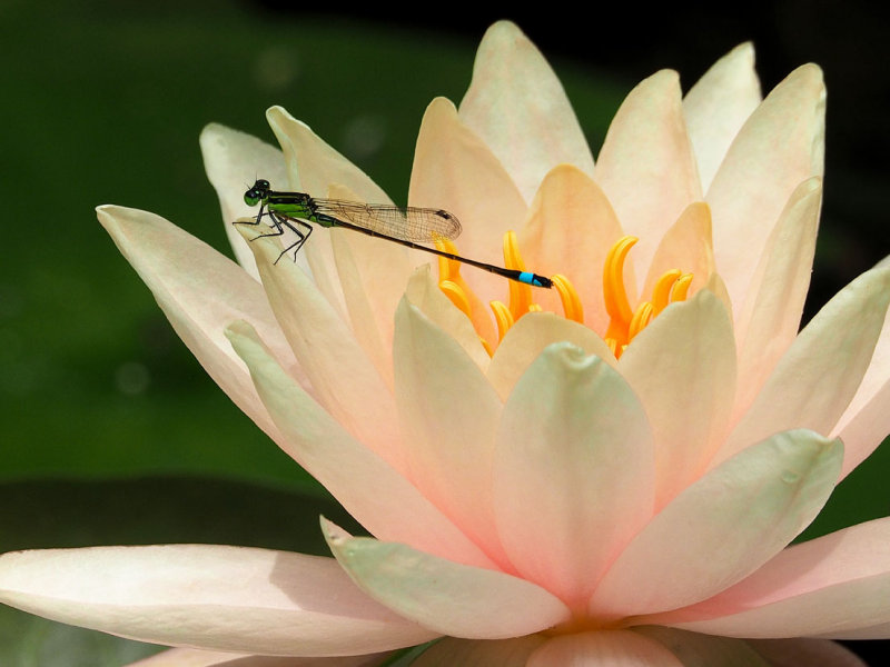 P7199706 - Damsel at Rest.jpg