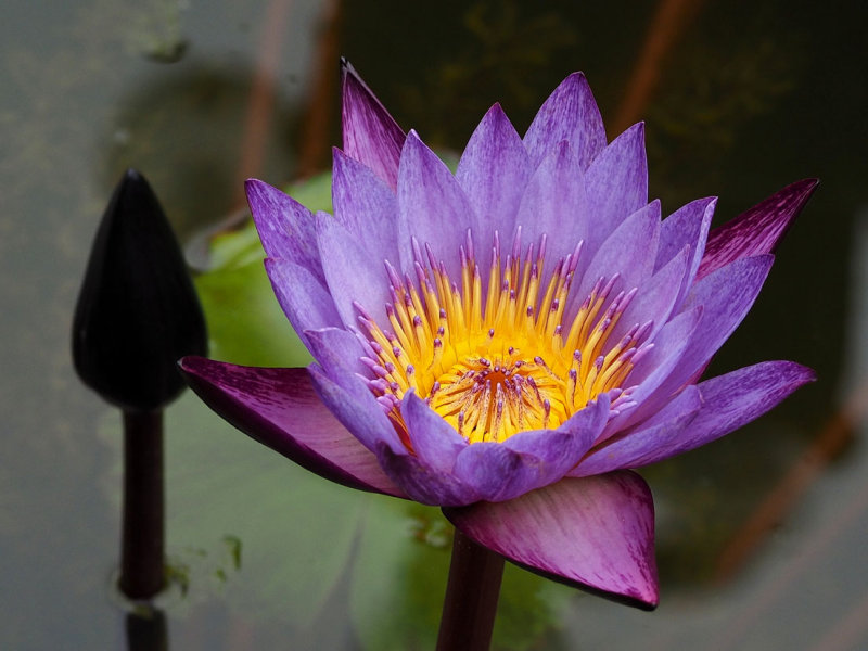 P7199815 - Zilker Lily.jpg