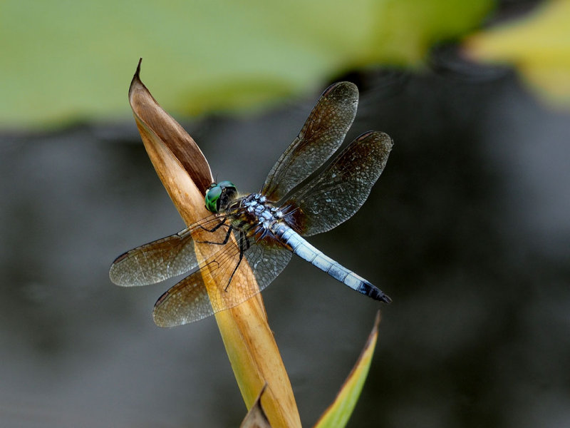 P7199828 - Blue Dasher.jpg